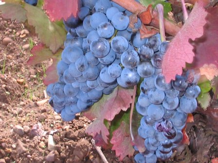 Aglianico_riserva_caselle_2