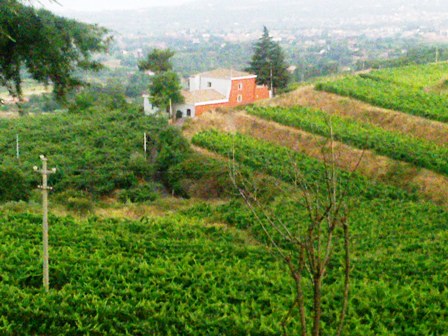 Cantina_Barone_di_Villagrande_2010_1