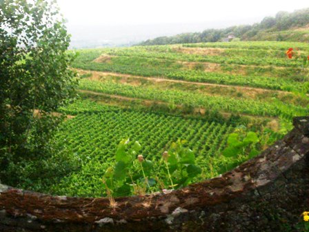 Cantina_Barone_di_Villagrande_2010_2