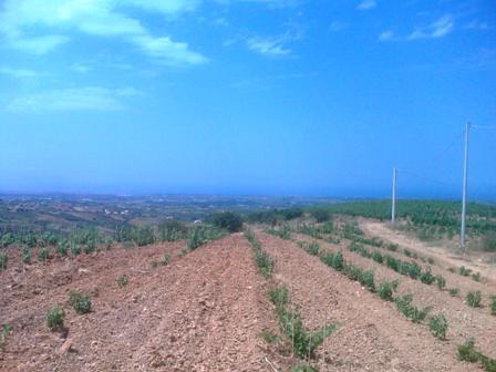 Cossentino_03