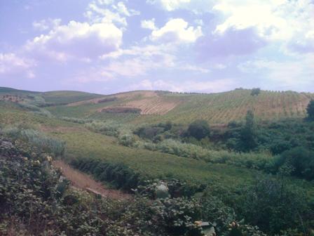 Cossentino_10