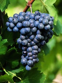 Grappolo-Sangiovese