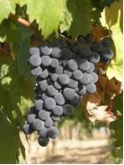 Grappolo-duva-Montepulciano-dAbruzzo