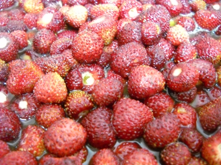Riberella2011_15