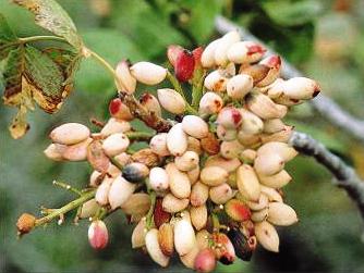 Sagra_Pistacchio_1
