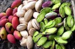 Sagra_Pistacchio_3