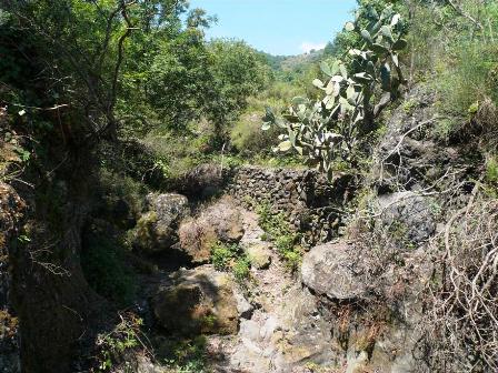 alveo_torrente_1