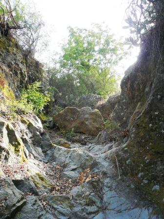 alveo_torrente_2