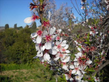 torrone_2011_2